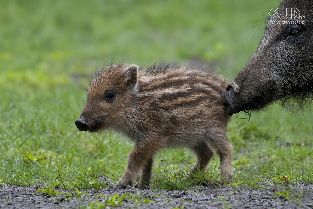 Young wild animals - Wild boar piglet This spring I spent a lot of time in nature and I had some unique opportunities to photograph some young animals and birds. These are my best photos of a wild boar piglet, young tawny owls, a juvenile woodpecker and a cute red fox cub. All photos except the ones of the wild boars are made in their natural habitat in my home region.  Stefan Cruysberghs